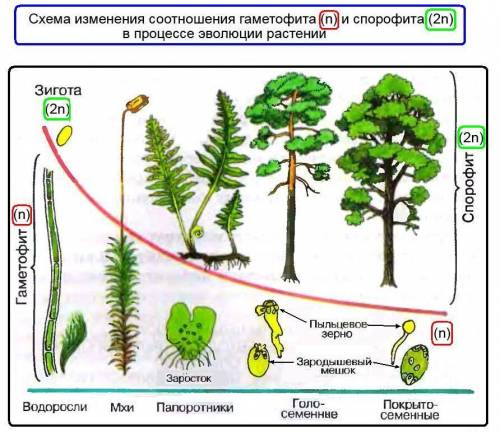 Определить спорофит и гаметофит у папоротников, мхов, хвощей, плаунов, голосеменные и покрытосеменны