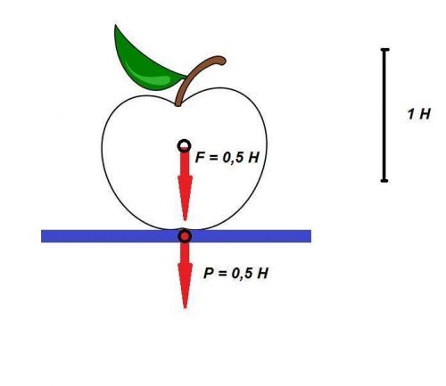 Ответ:0,2 кг масса

Объяснение:

Вместо 0,5 изобрази вес и силу тяжести т.к. Fтяж=gm, а P=Fтяж