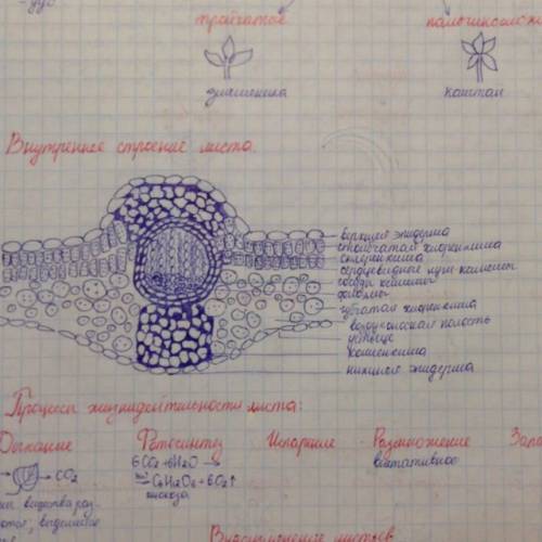 Клеточное строение листа: слои листа, особенности клеток, ткани, значение. это таблица! сделать