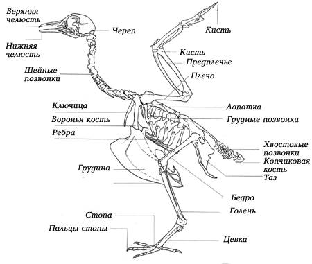 Внешнее и внутреннее строение пингвинов?