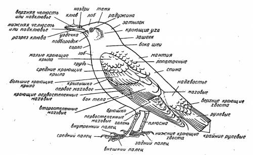 Внешнее и внутреннее строение пингвинов?