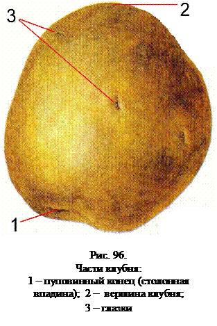 Рриведиье пример клубненосных растений. нарисовать клубень, указать его части
