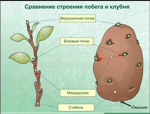 :з рассмотрите внешнее строение клубня картофеля.найдите углубления с почками(глазками),рубцы от лис