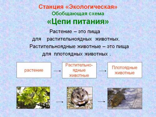 Примеры пищевой цепи для обитателей моря.