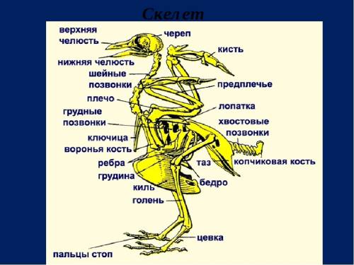 Какая опорно-двигательная система у : тип простейших , тип кишечнополостных , тип плоские черви , ти