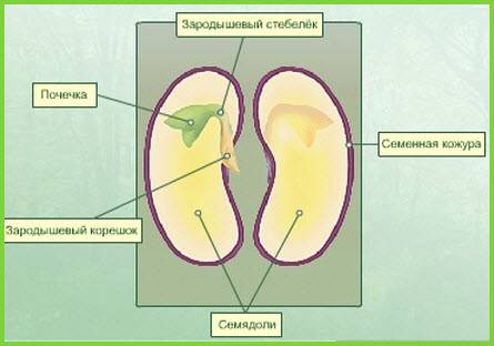 Рассмотрите рисунок строение семени подпишите его основные части