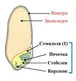 Рассмотрите рисунок строение семени подпишите его основные части