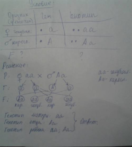 По генетике. кореглазый мужчина женился на голубоглазой женщине. какие гены будут у отца матери и ре