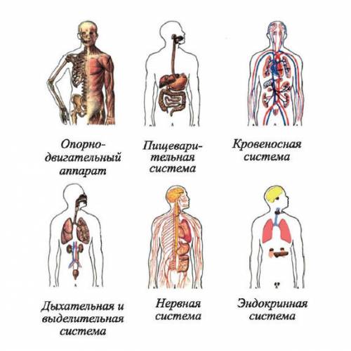 Какие системы органов составляют организм человека?