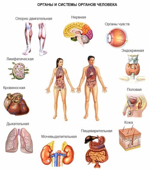 Какие системы органов составляют организм человека?