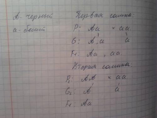 Белый кролик был скрещен с двумя черными крольчихами. одна самка в несколько пометов принесла 12 чер