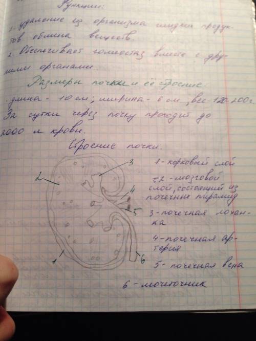 Опишите строение и функции почек,мочеточников,мочевого пузыря и мочеиспускательного канала