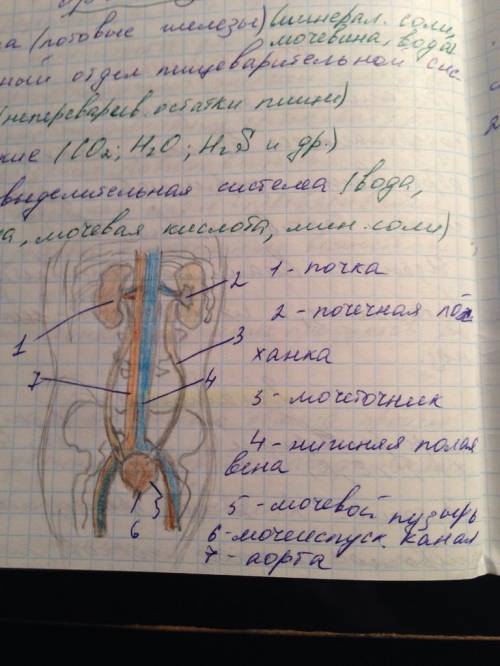 Опишите строение и функции почек,мочеточников,мочевого пузыря и мочеиспускательного канала