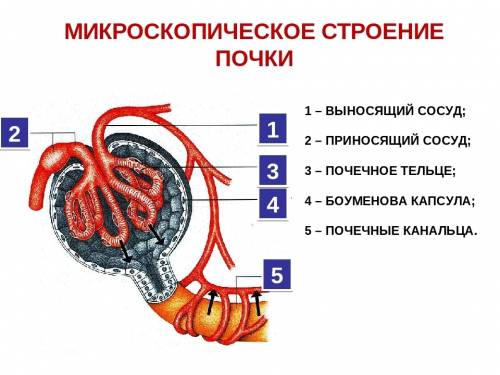 Рассмотрите схему мочевыделительной. рассмотрите схему мочевыделительной системы и опишите строение