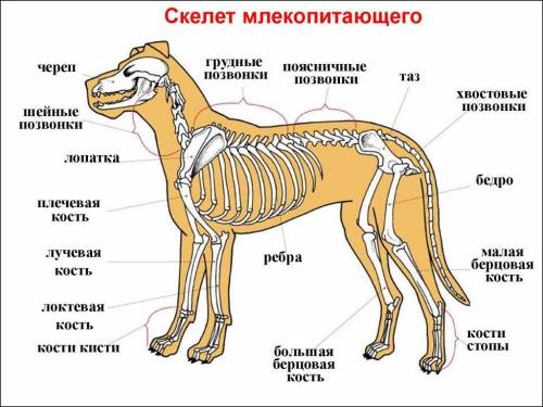 Опорно-двигательная система млекопитающих.кратко)