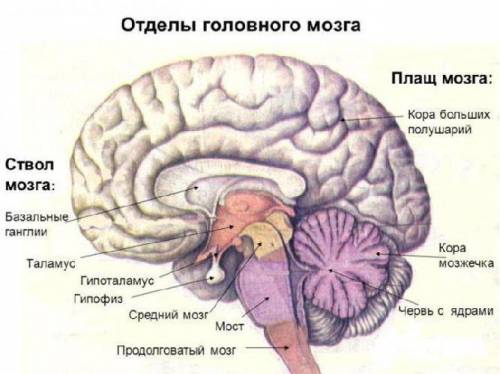 За что отвечает промежуточный мозг,средний,продолговатый?