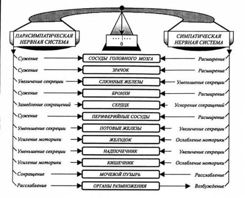 Верны ли следующие суждения о регуляция работы сердца а парасимпатический отдел вегетативной нервной