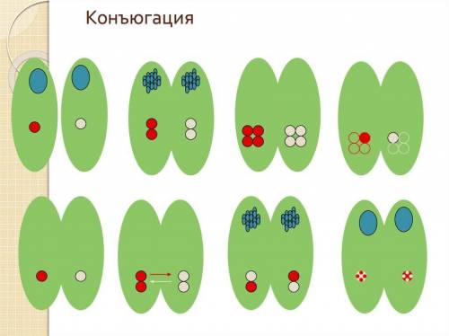 Как размножаются одноклеточные организмы?