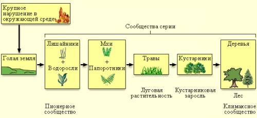 Примеры смены природных сообществ ( 70 примеров )