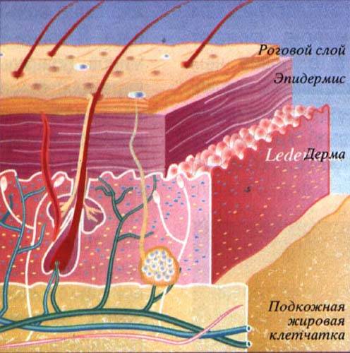 Не является слоем кожи человека: а) мышечная ткань б) дерма в) эпидермис г) жировая клетчатка