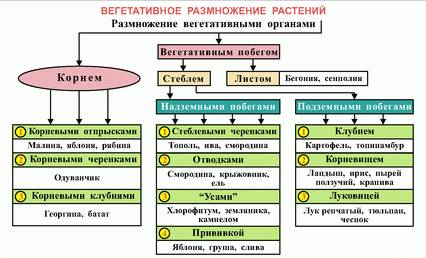 Ботаника, высшие, что есть в строение раст.клетки, вегетативные функции листья, дыхание, мин.вещ..ра