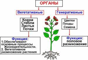 Ботаника, высшие, что есть в строение раст.клетки, вегетативные функции листья, дыхание, мин.вещ..ра