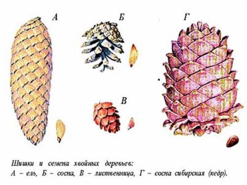 распространения семя сосны и лиственницы