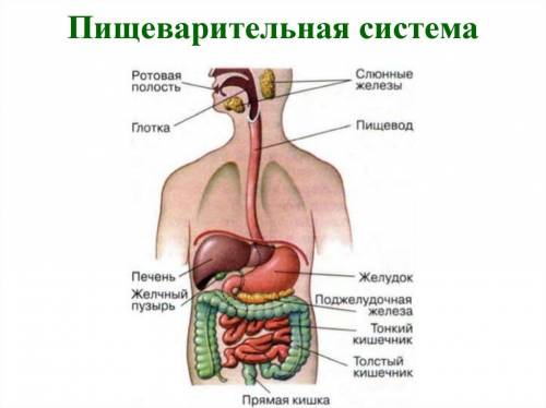 Как устроена пищеварительная система?