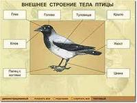 Лабораторная работа на тему внешнее строение птиц.строение перьев