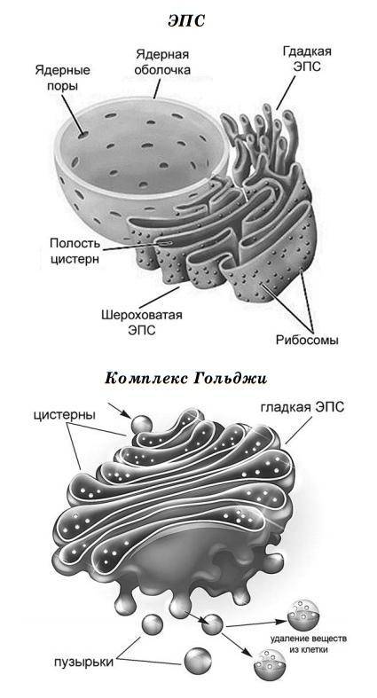 Что общего между митохондриями хлоропластами и эпс?