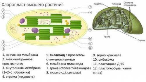 Что общего между митохондриями хлоропластами и эпс?