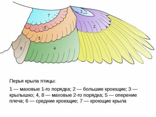 Назовите покровы тела класса птицы