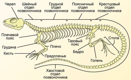 Какая опорно-двигательная система у пресмыкающихся?