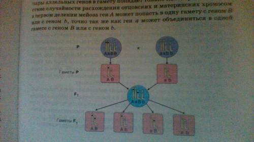 Обьясните мне понятным языком 3 закон менделя это дигибридное скрещивание, что такое 3: 1, как решат