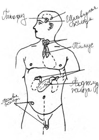 38. установите последовательность расположения желѐз внутренней секреции сверху вниз: 1) тимус 2) по