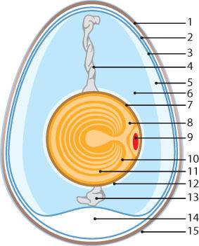 Биология 7 класс! сформулируйте вывод об особенностях строения яйца птицы. ! заранее, !