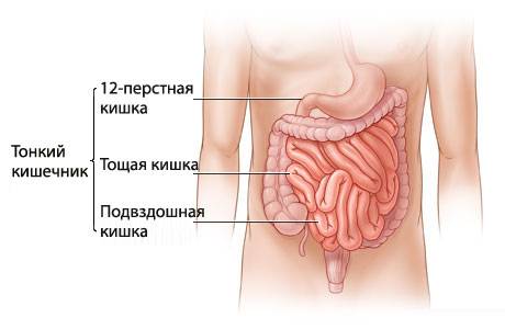 Строение и функции кишечника(человека), нужно