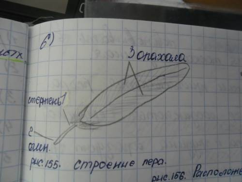 Надо к завтрашнему дню лабораторная работа по биологии 7 класс тема: внешнее строение птицы. строени