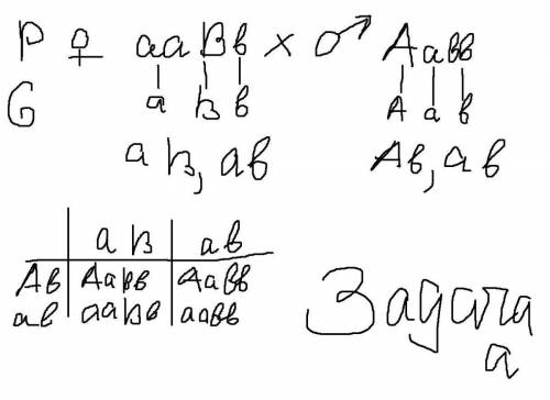 Решить ! определите, какие волосы и цвет глаз могут быть у детей, если: а) у матери прямые волосы и