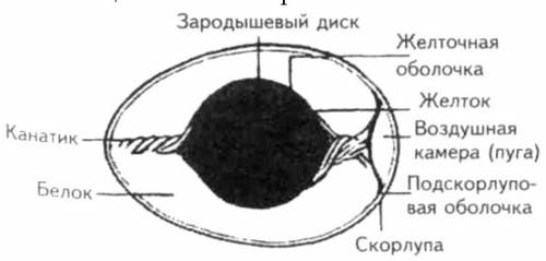 Сформулируйте,вывод об особенностях строения яйца птицы