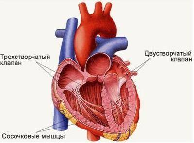 Створчатые клапаны сердца не пропускают кровь из: а) левого желудочка в аорту б)аорты в левый желудо