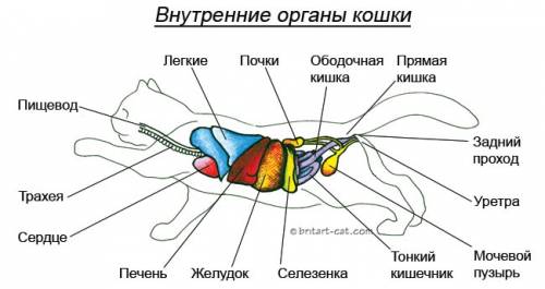 Симтема внутрених органов млекопитающих