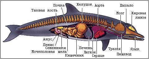 Пищеварительная система у млекопитающих