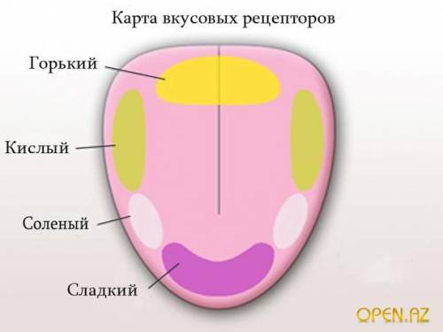 Какой участок языка воспринемает горький вкус