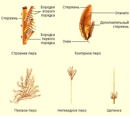 Внутреннее и внешнее строение птиц,выявление признаков при птиц к полёту