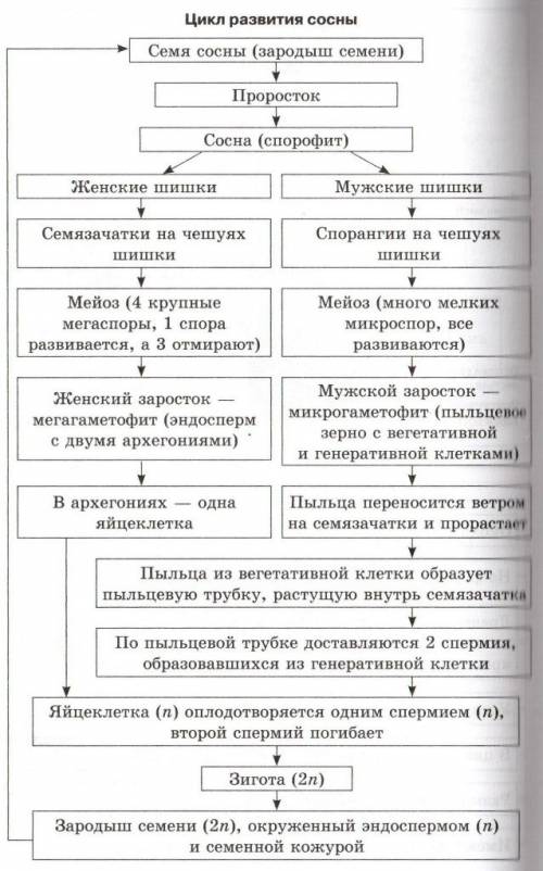 Голосеменные, покрытосеменные, папоротники, хвощи, плауны, грибы, мхи, лишайники размножения, что из