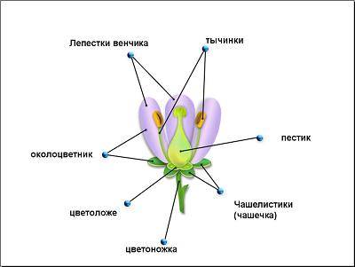 Рассмотрите рисунок. подпишите части пестка,обозначенные цифрами