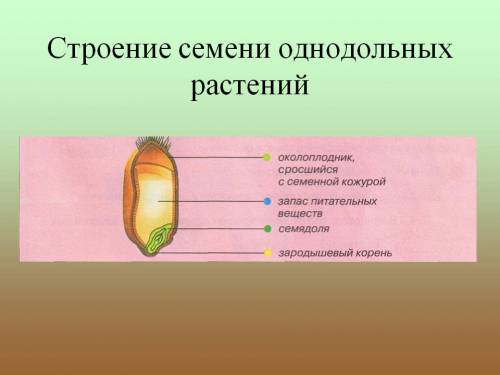 Опишите строение семени однодольного растения