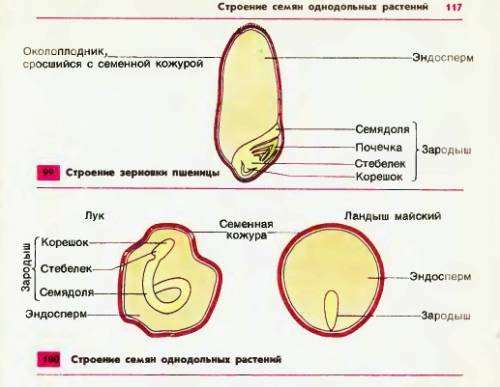 Опишите строение семени однодольного растения