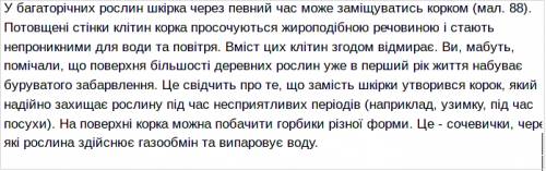 Що спільного та відмінного в будові та функціях корка й ксилеми?